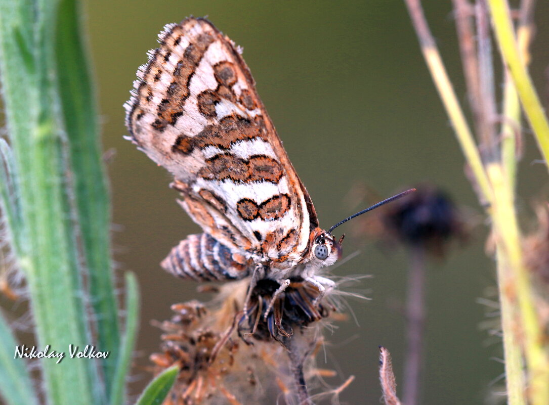 ** - Николай Волков