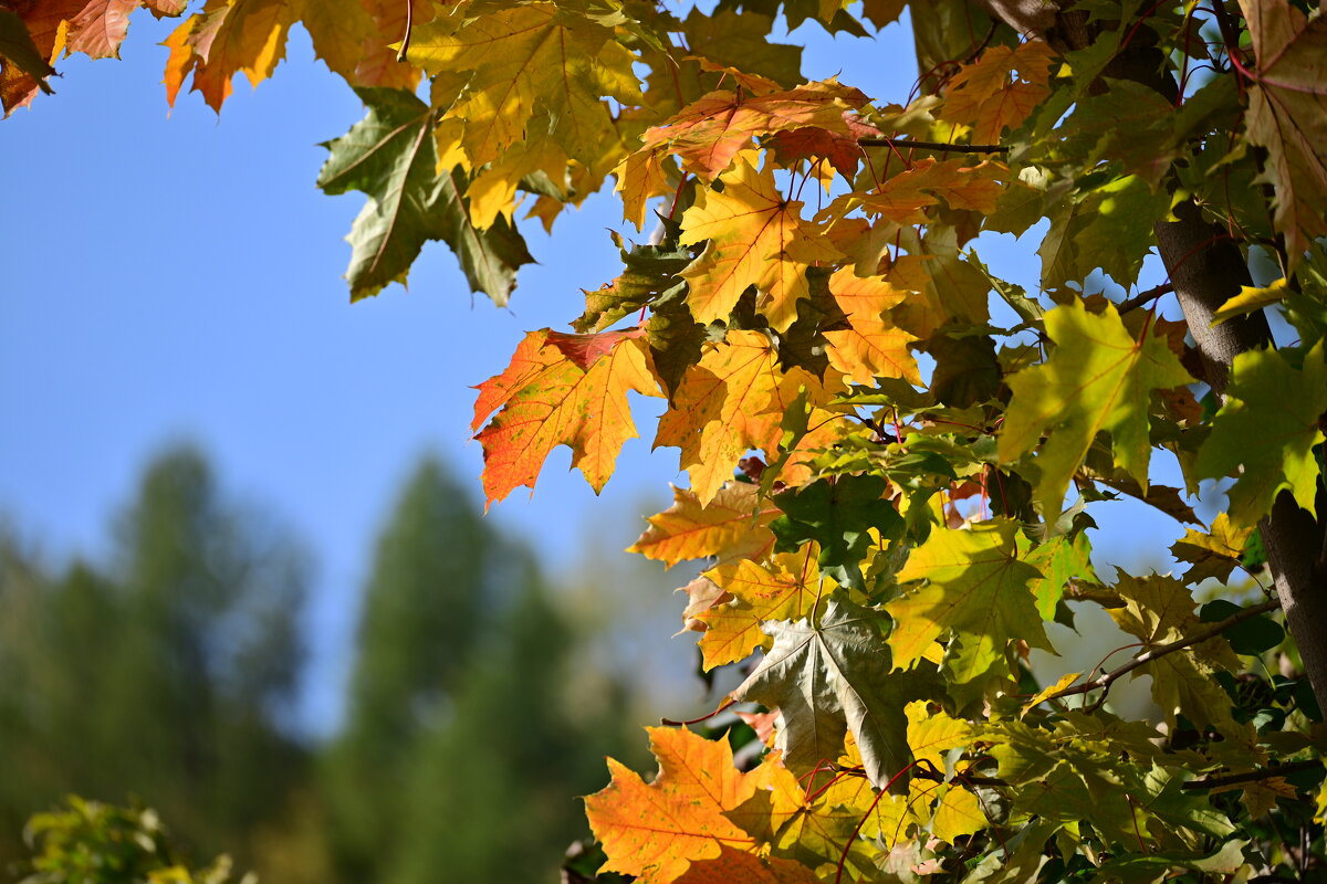 *** - Владислав Левашов