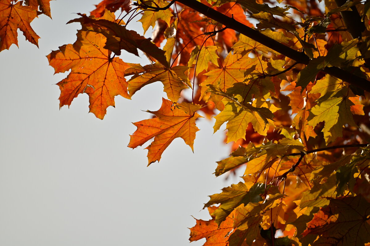 *** - Владислав Левашов