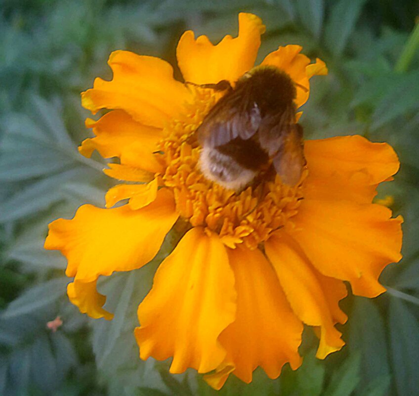 С гостем - Елена Семигина