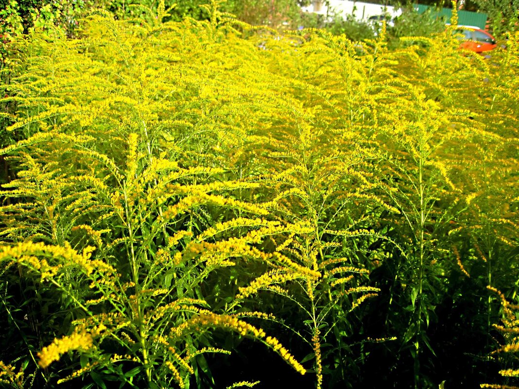 Осеннее - Елена Семигина