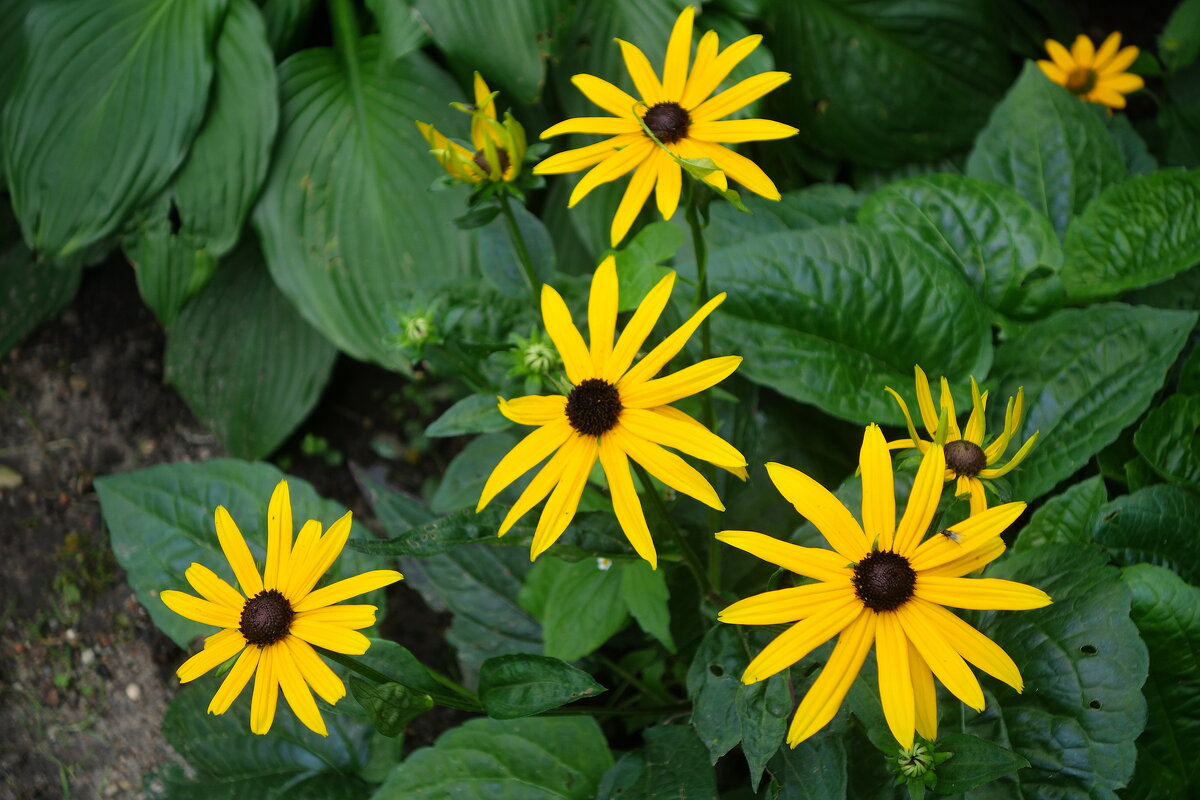 Рудбекия - Рита Симонова