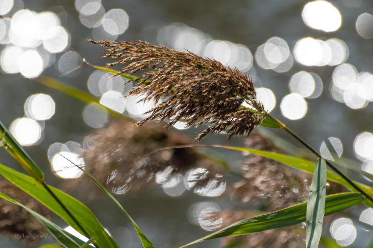 *** - Андрей Андрианов