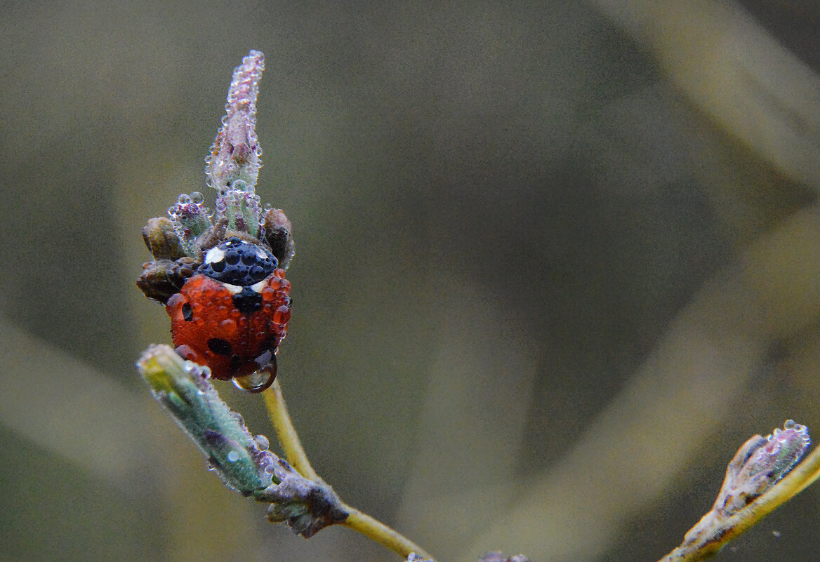 Утренние ванны... - Надежда Куркина 