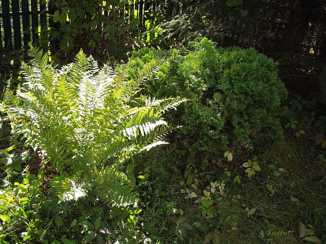 Зелёный уголок - Freddy 97