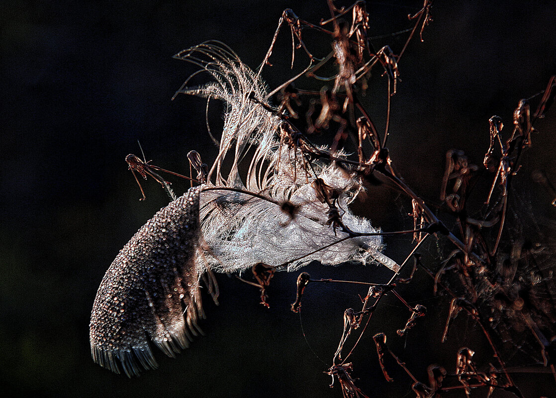 **** - Андроник Александр 