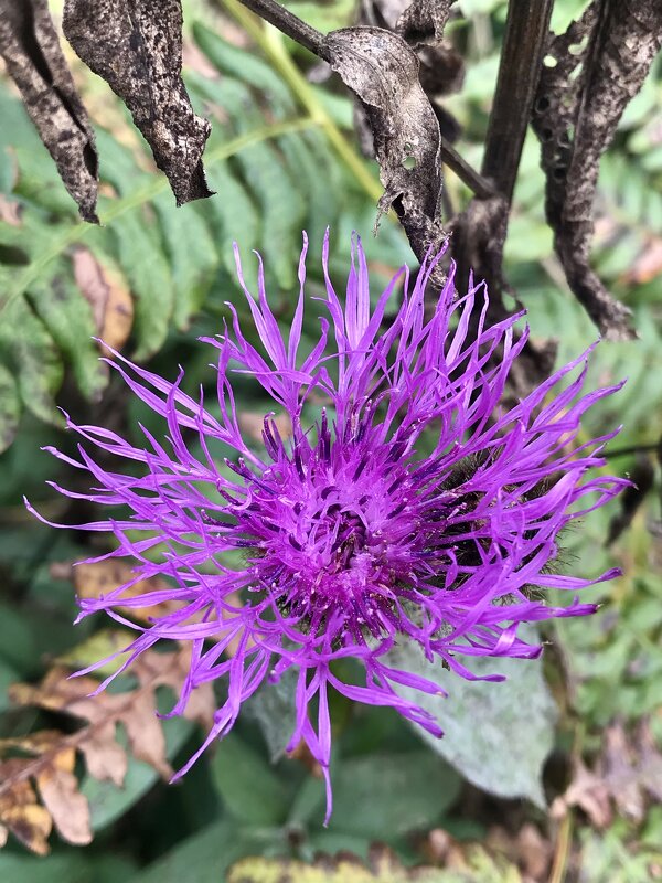 Цветы осенние - Pippa 