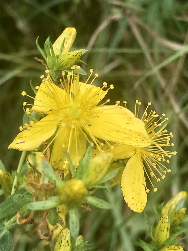 Цветы осенние - Pippa 