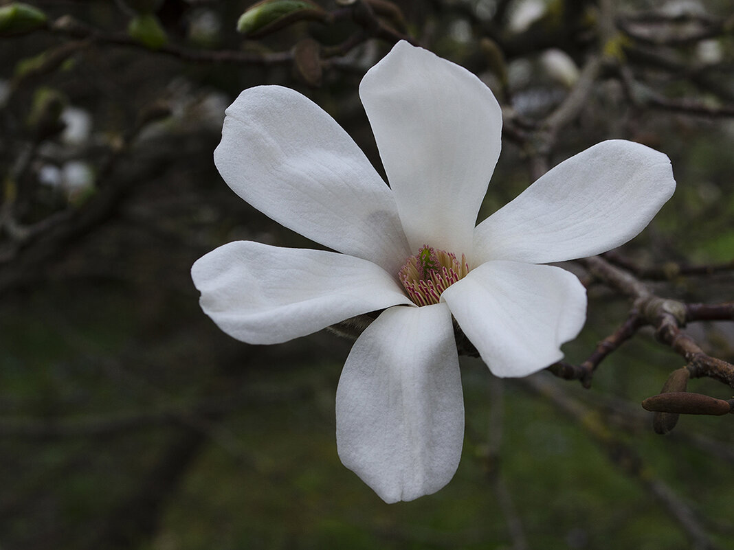 Магнолия - Регина 