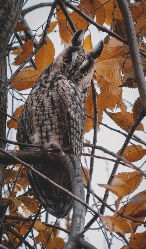 Прекрасные совушки. - Анатолий Щербак