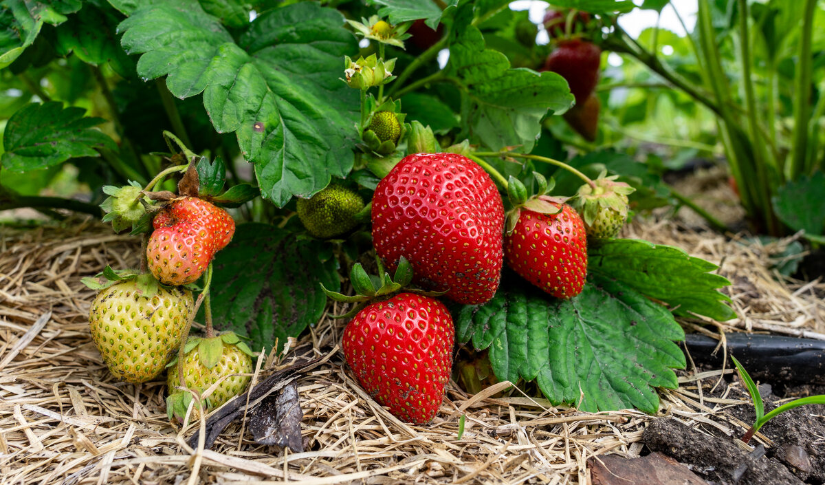 Ягоды - Владимир Иванович