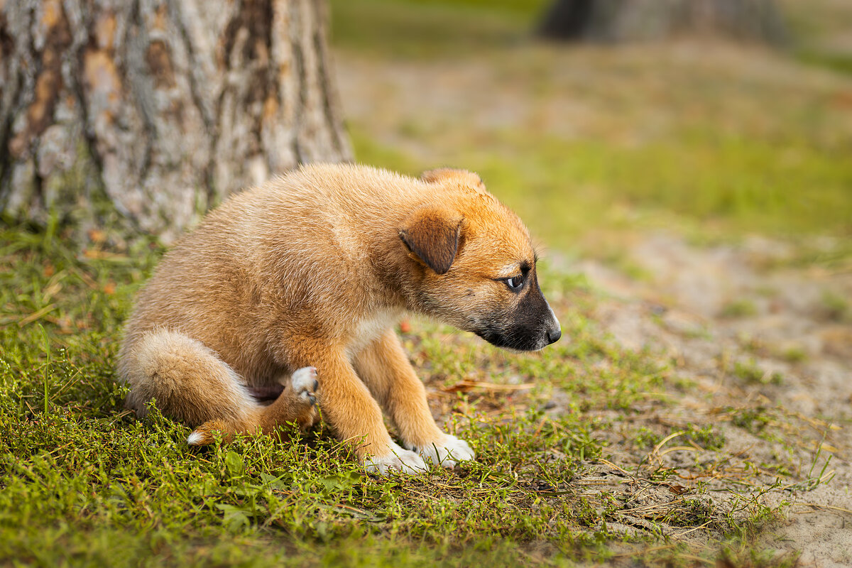 Щенок - Alex Bush