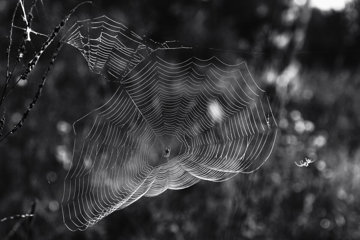 Последняя паутинка - Валентина 