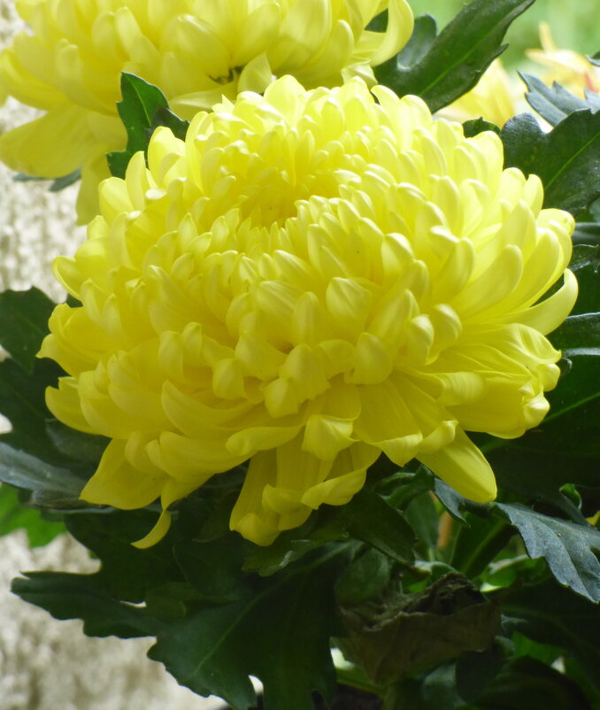 ХРИЗАНТЕМЫ (4) - Елена Куприянова 