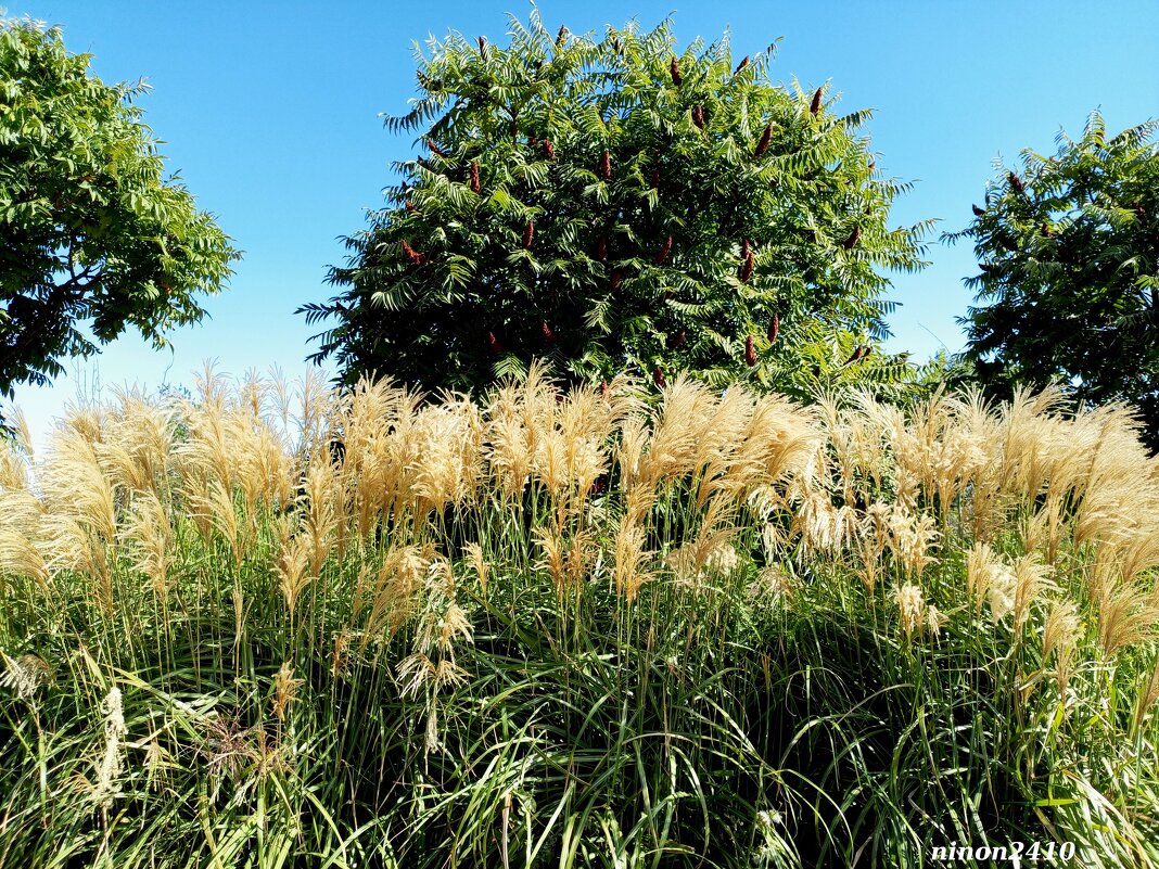 В ростовском экопарке Первая миля - Нина Бутко В ростовском экопарке Первая миля - Нина Бутко