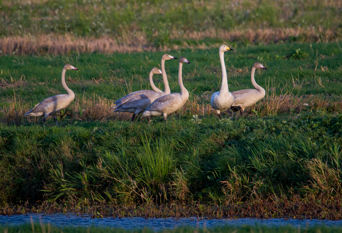 Неожиданная встреча. - Sergey (Apg)