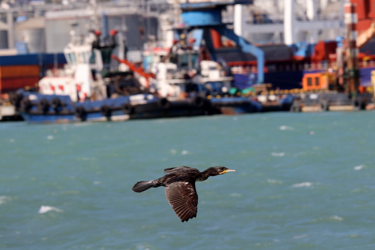 Баклан в бухте. - Александр Кондаков