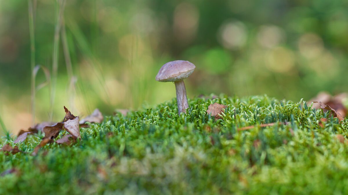 Подберезовик - Владимир Кириченко  wlad113