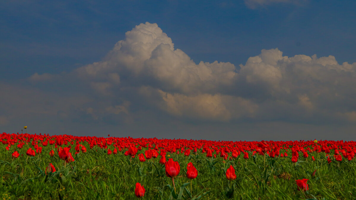 «Алая весна» - Алтынбек Картабай 