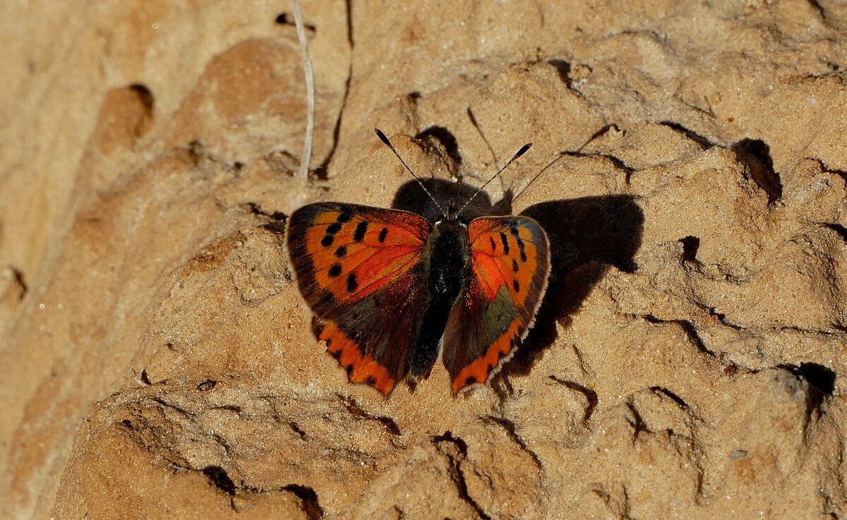 Из сегодняшней съёмки 8 - Александр Прокудин