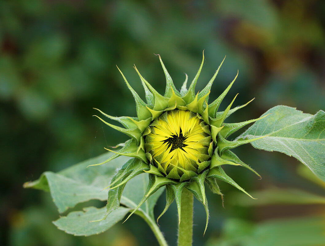 Подсолнечный бутончик - Светлана 