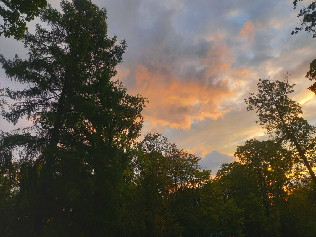 Рассвет - Сапсан 