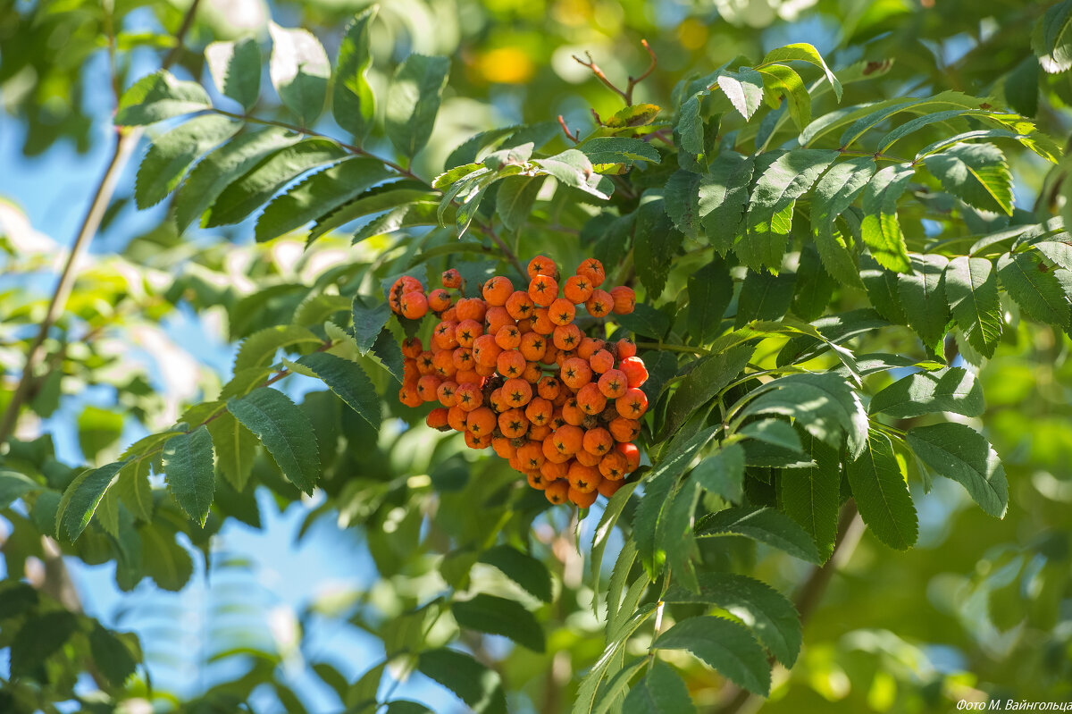 Осенний парк. Белгород - Михаил Осенний парк. Белгород - Михаил