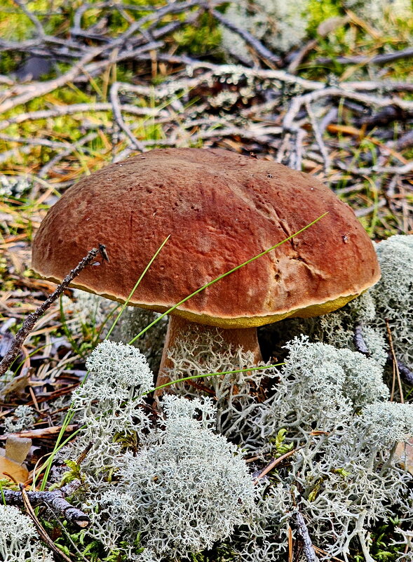 Вытегра. Лес. Грибы. Ягоды. - Михаил Свиденцов