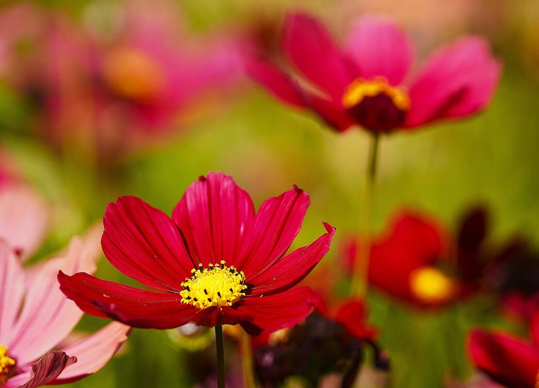 Космея - Татьяна Тюменка