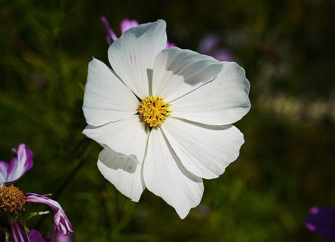 Космея - Татьяна Тюменка