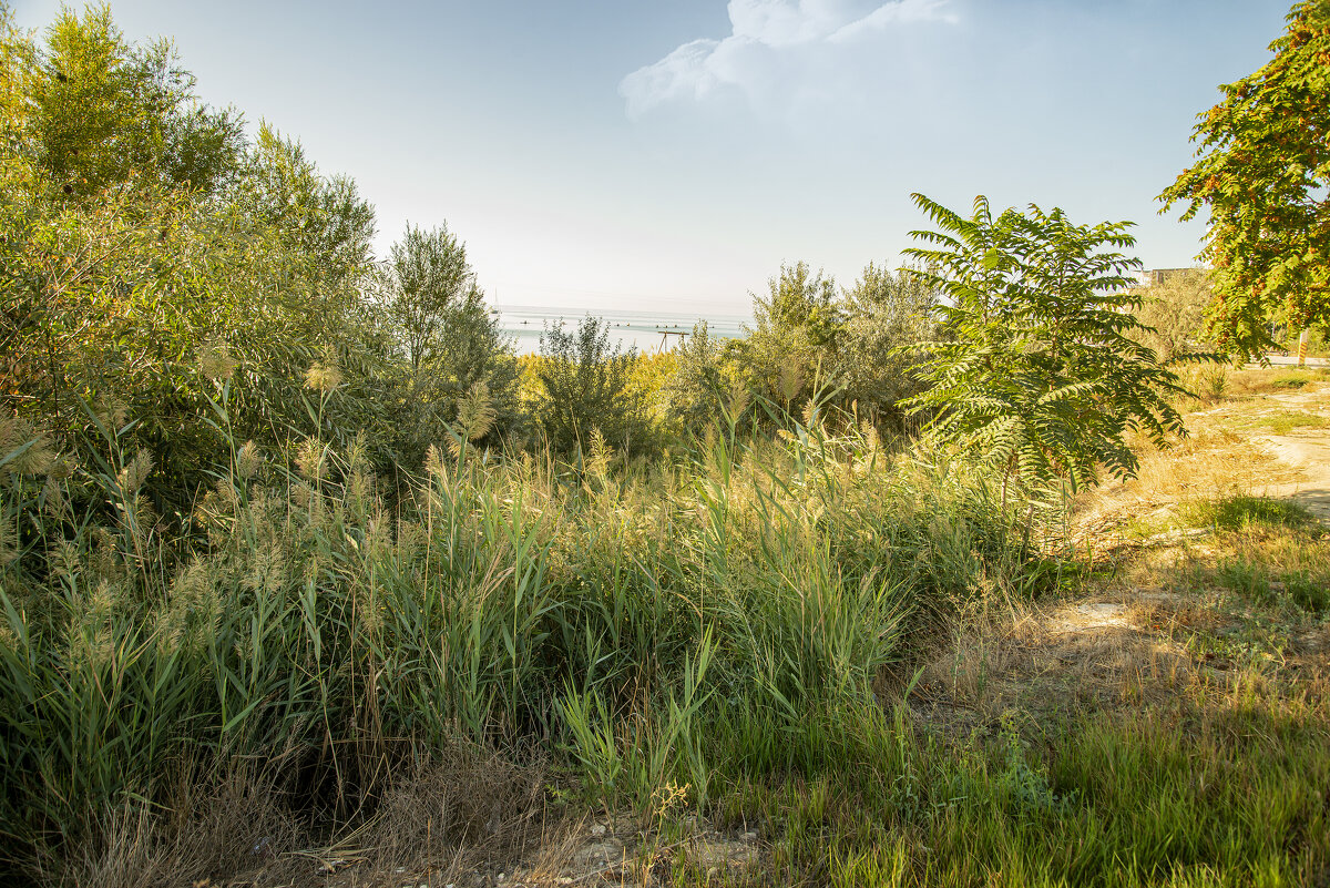 Заросли - Анатолий Чикчирный