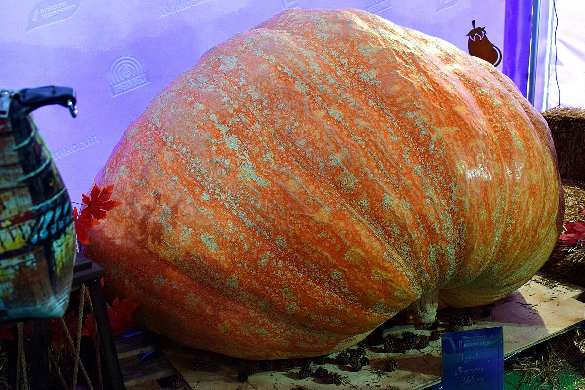 Тыква рекордсменка «Кисамора» весом 969 кг - Татьяна Помогалова