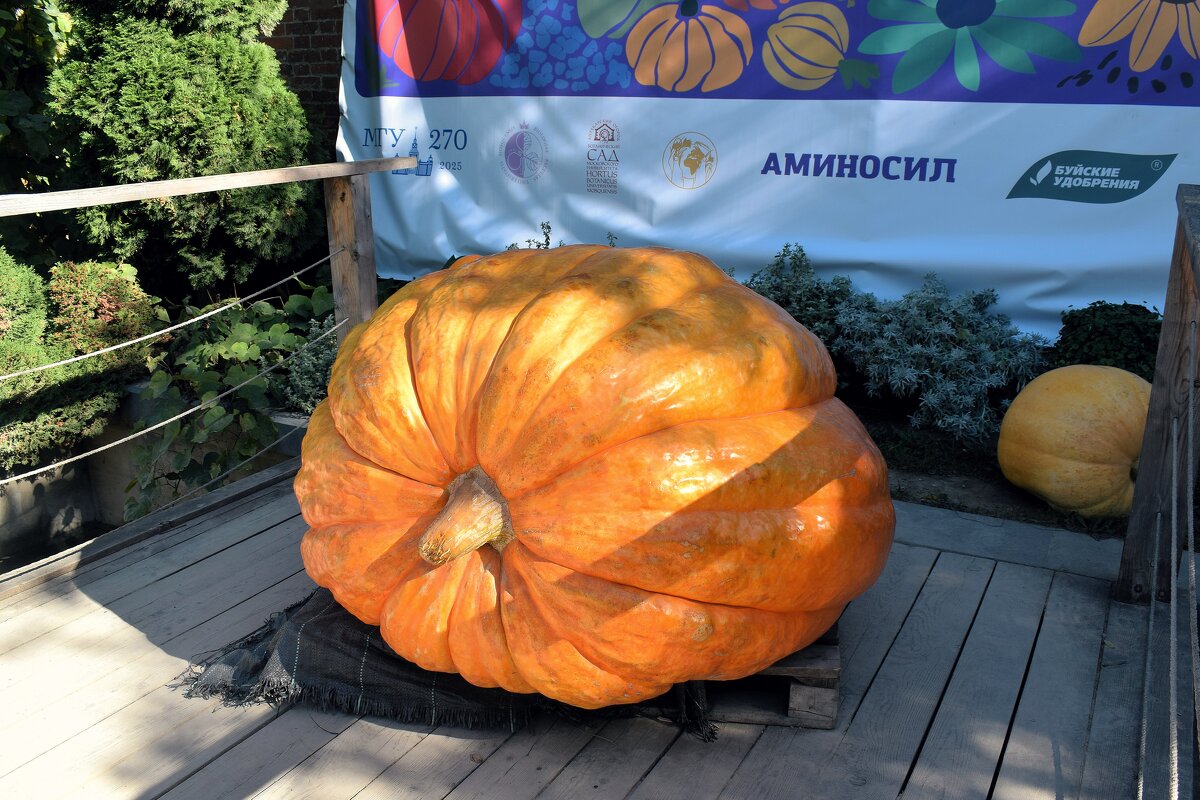 Тыква встречает посетителей на улице. - Татьяна Помогалова