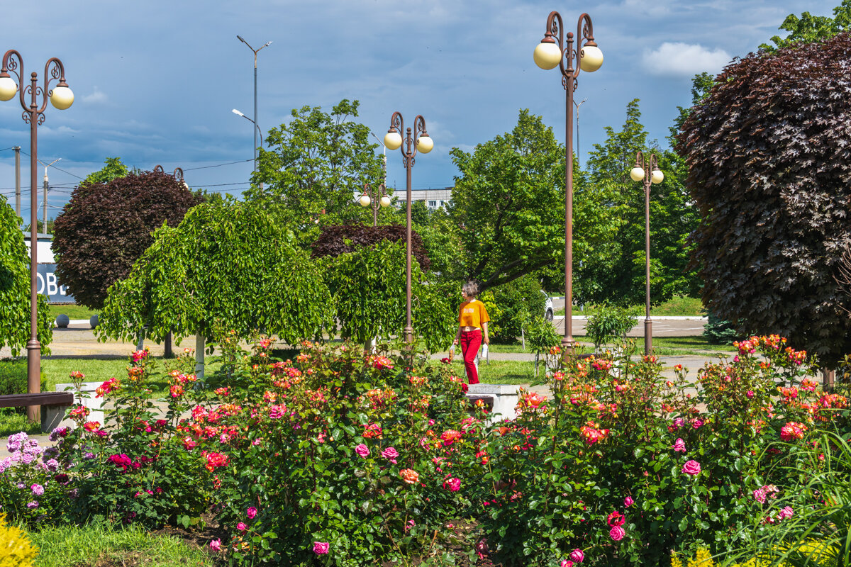 Розы в городском парке - Игорь Сикорский