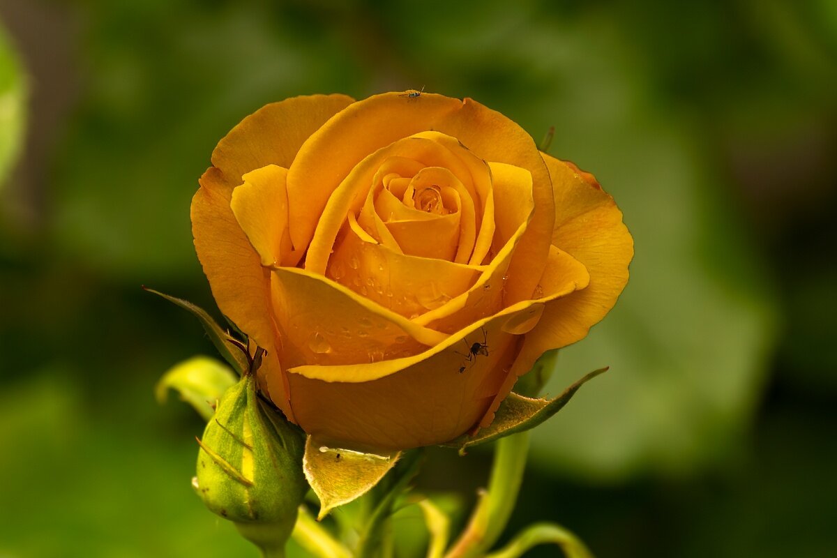 Желтая роза - Игорь Сикорский