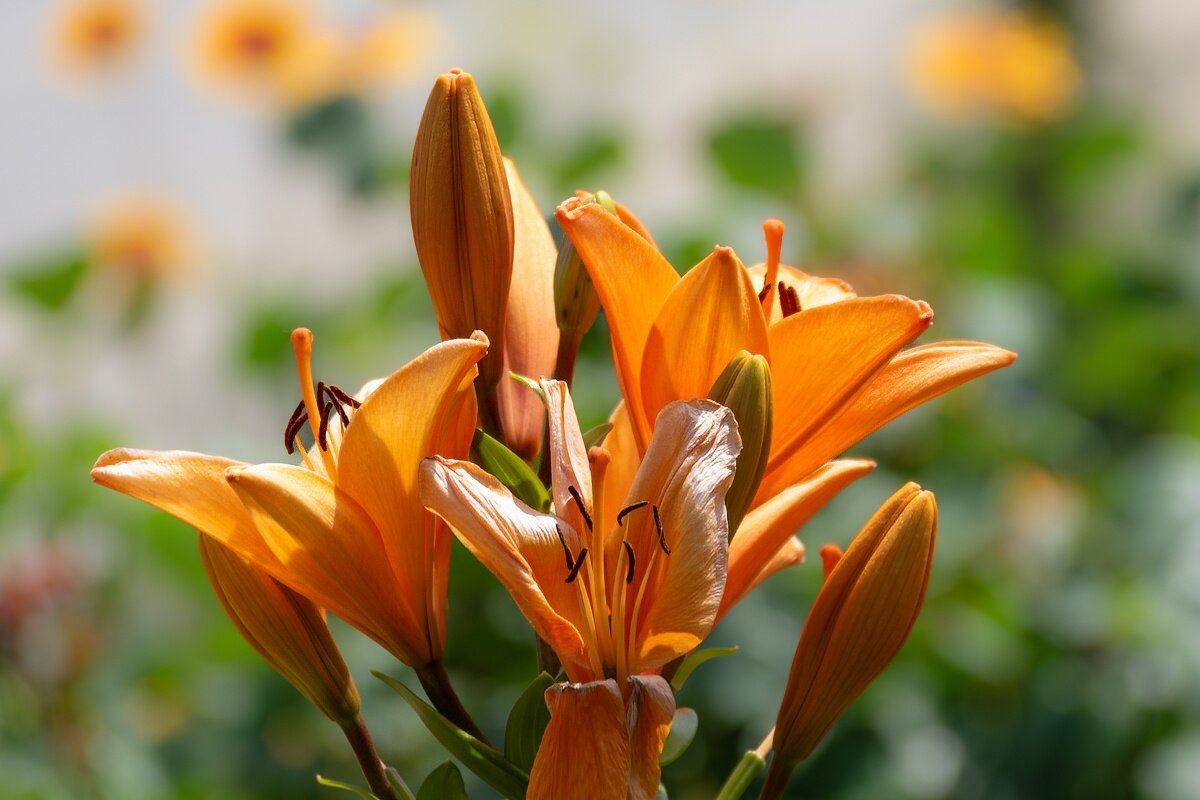 Лилии - Игорь Сикорский