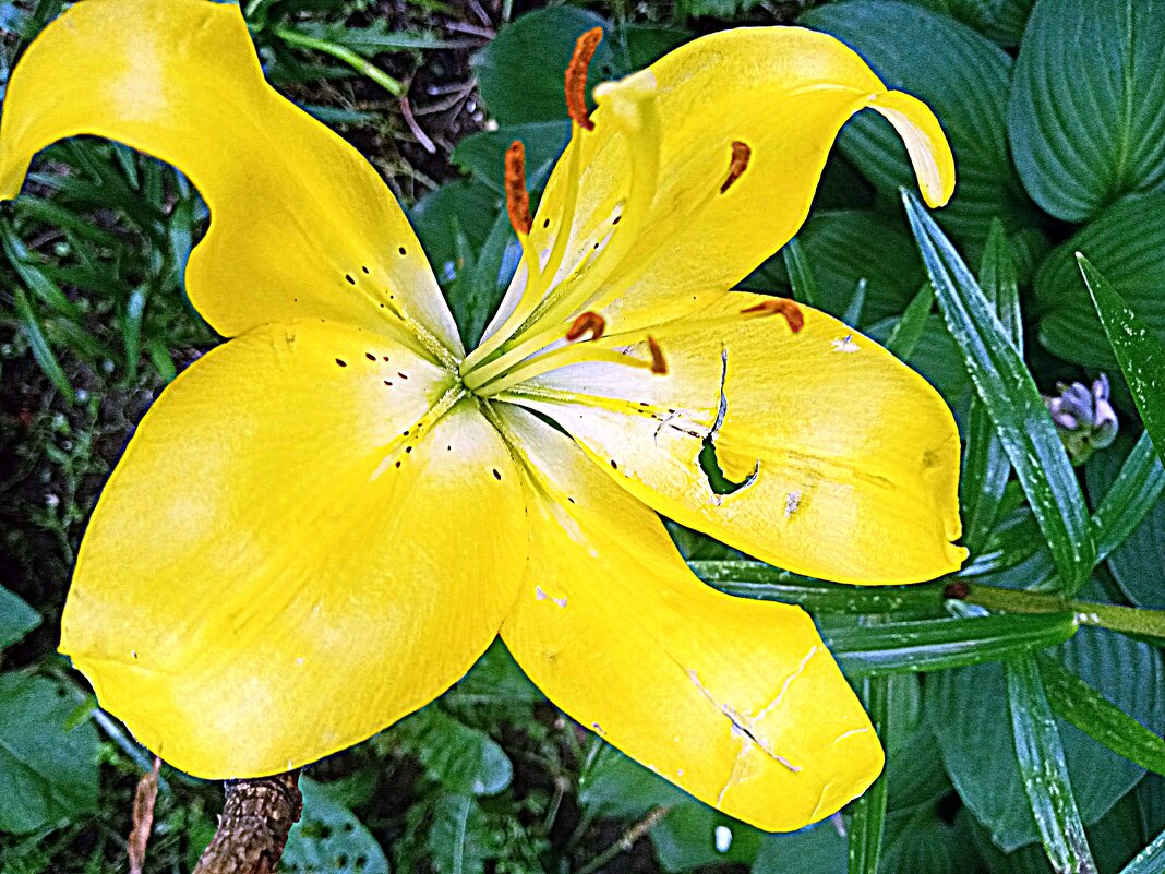 Цветы. - Владимир Драгунский Цветы. - Владимир Драгунский