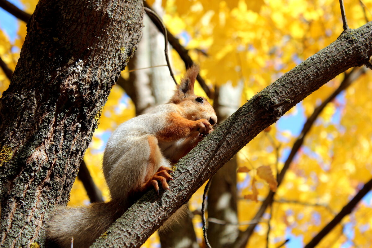 Беличий обед - Марсель Валеев