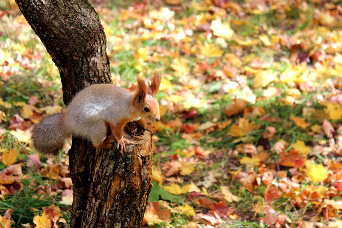 ПриПАРКовалась - Марсель Валеев