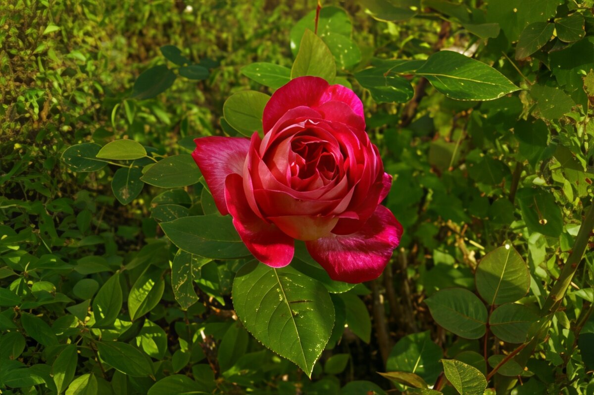 роза - Андрей 