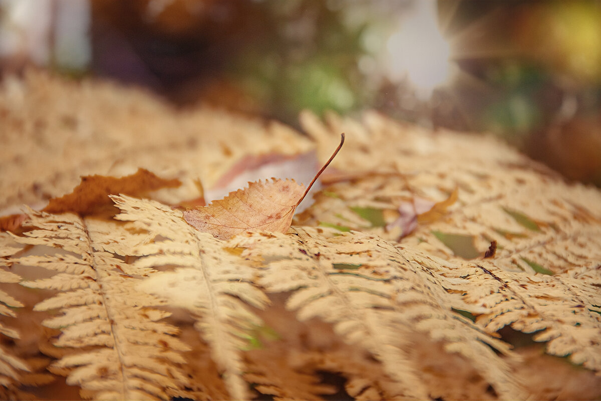 Палитра сентября - Svetlana Galvez