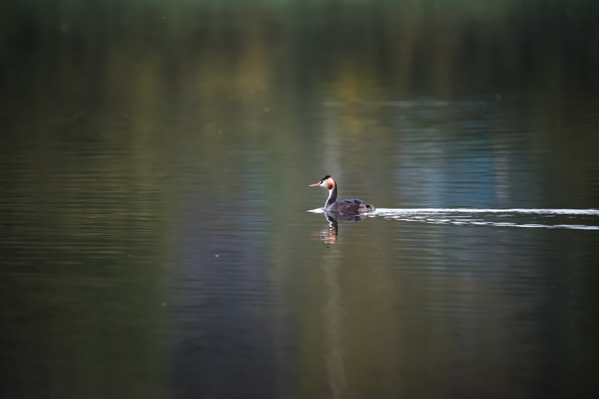 Чомга - Владимир Безбородов