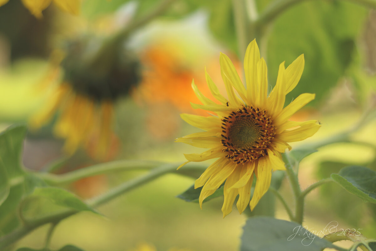 *** - Елена Kазак (selena1965)