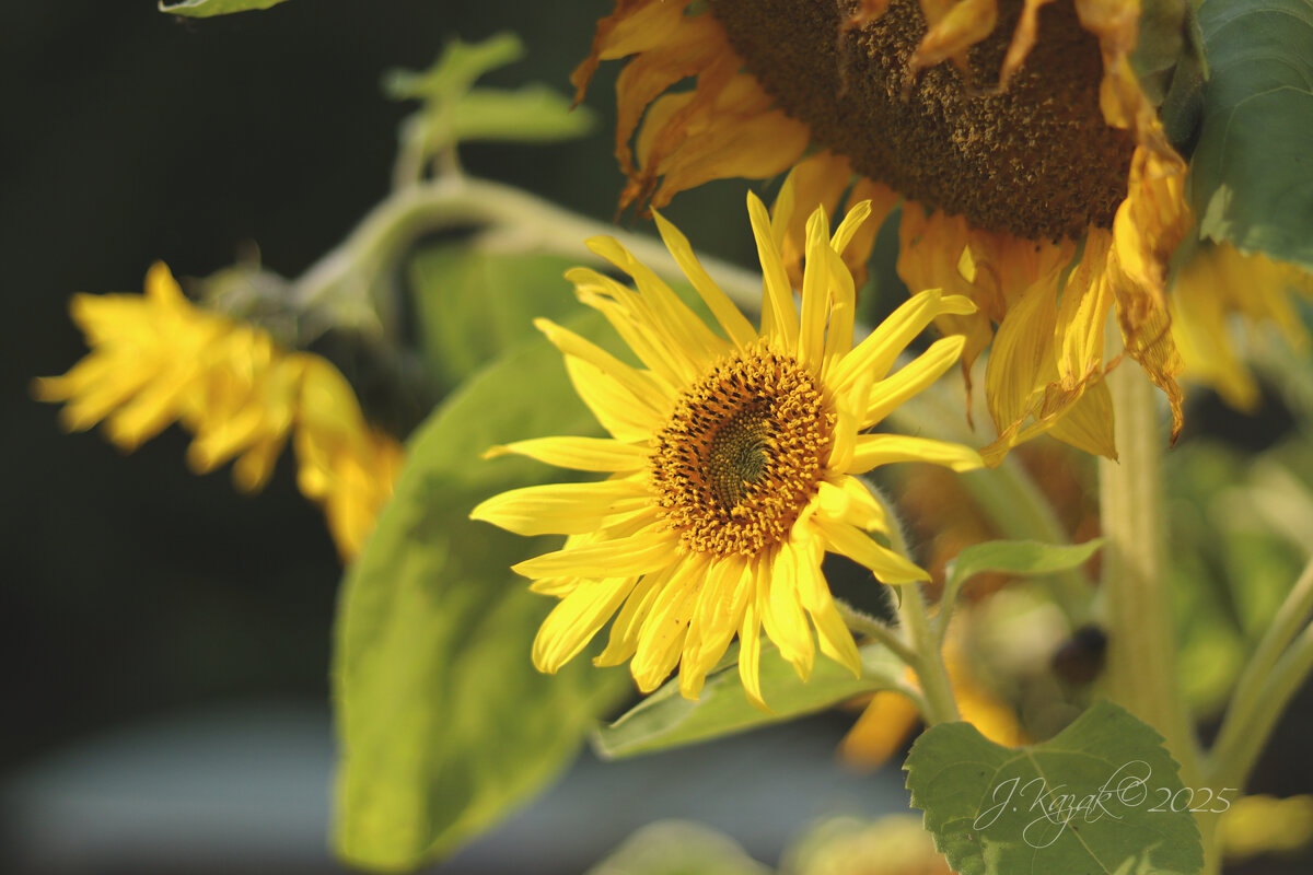 *** - Елена Kазак (selena1965) *** - Елена Kазак (selena1965)