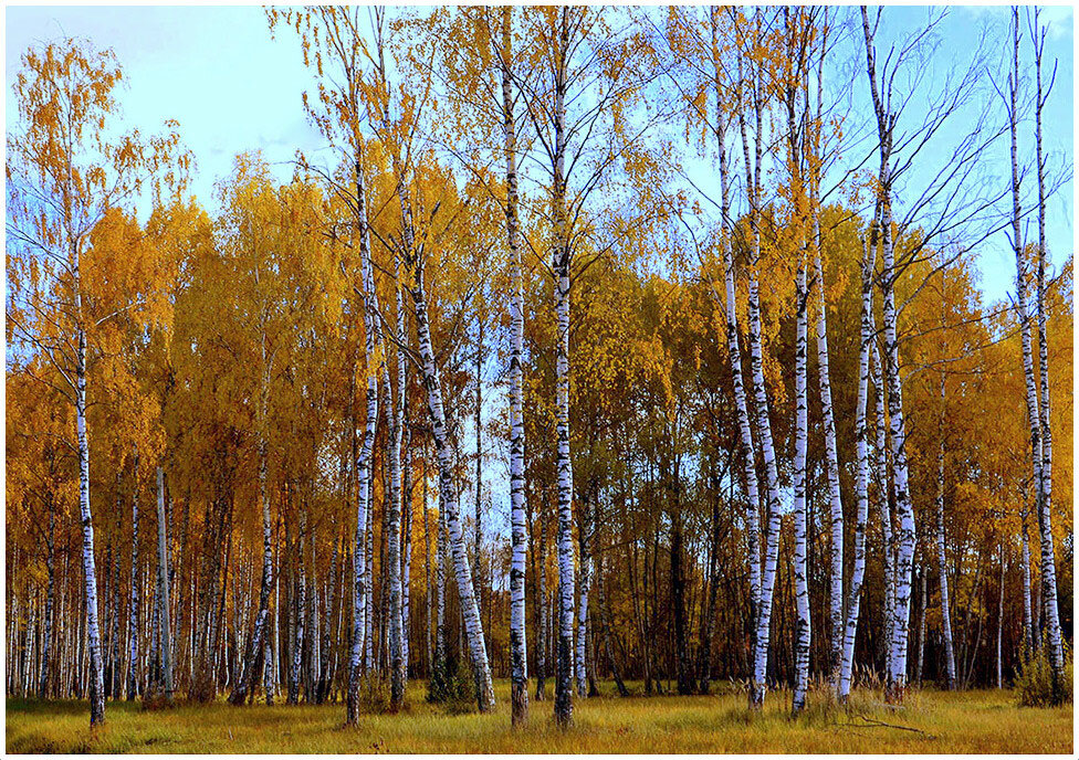 Золотая Осень... - Aleksandr Gal
