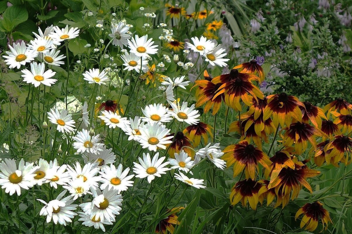 Разноцветье - Рита Симонова Разноцветье - Рита Симонова