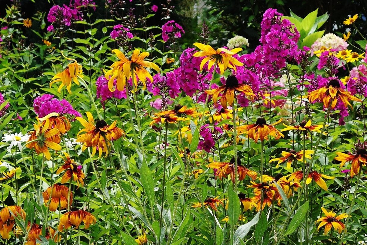 Разноцветье - Рита Симонова