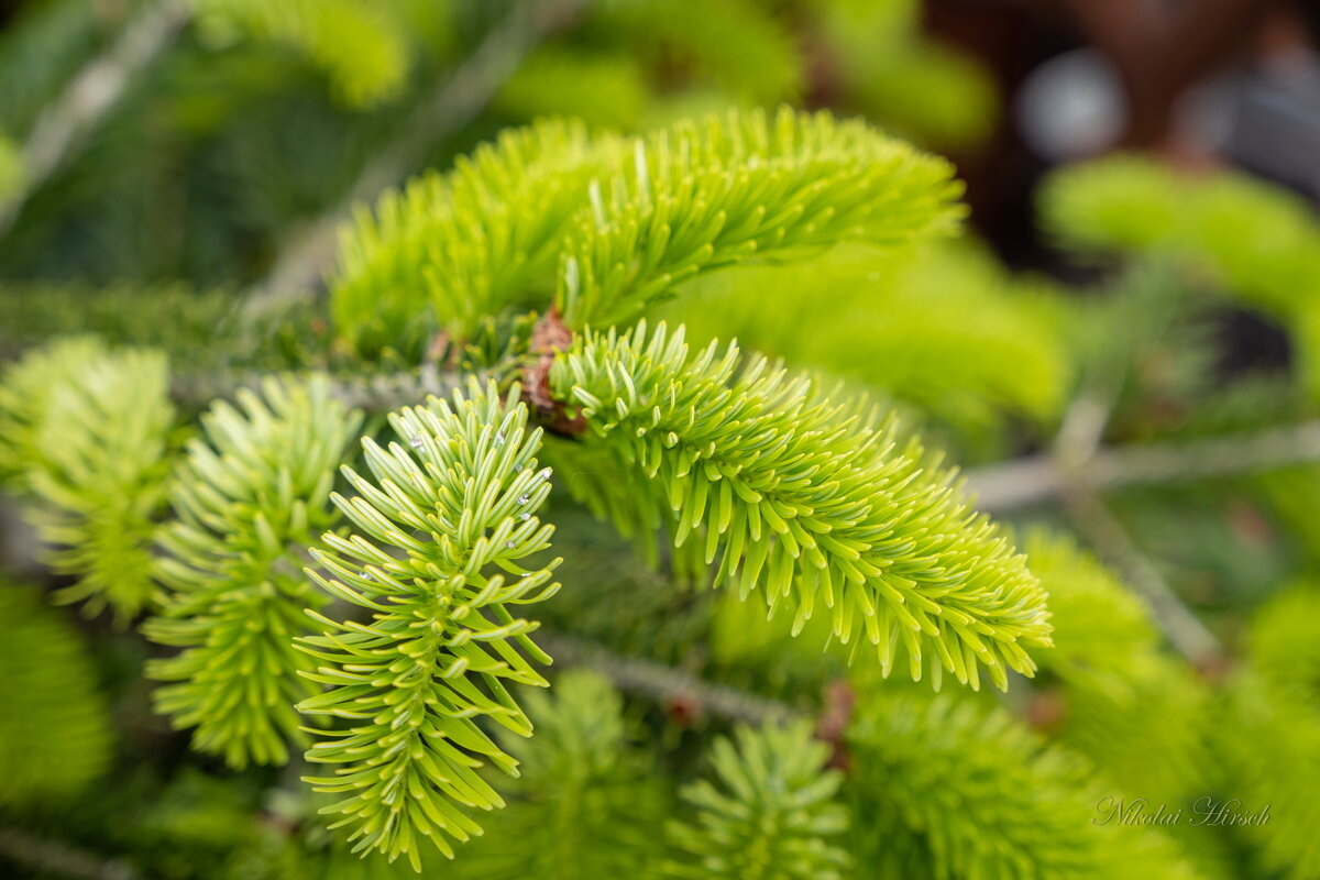Молодая ель... - Николай Гирш