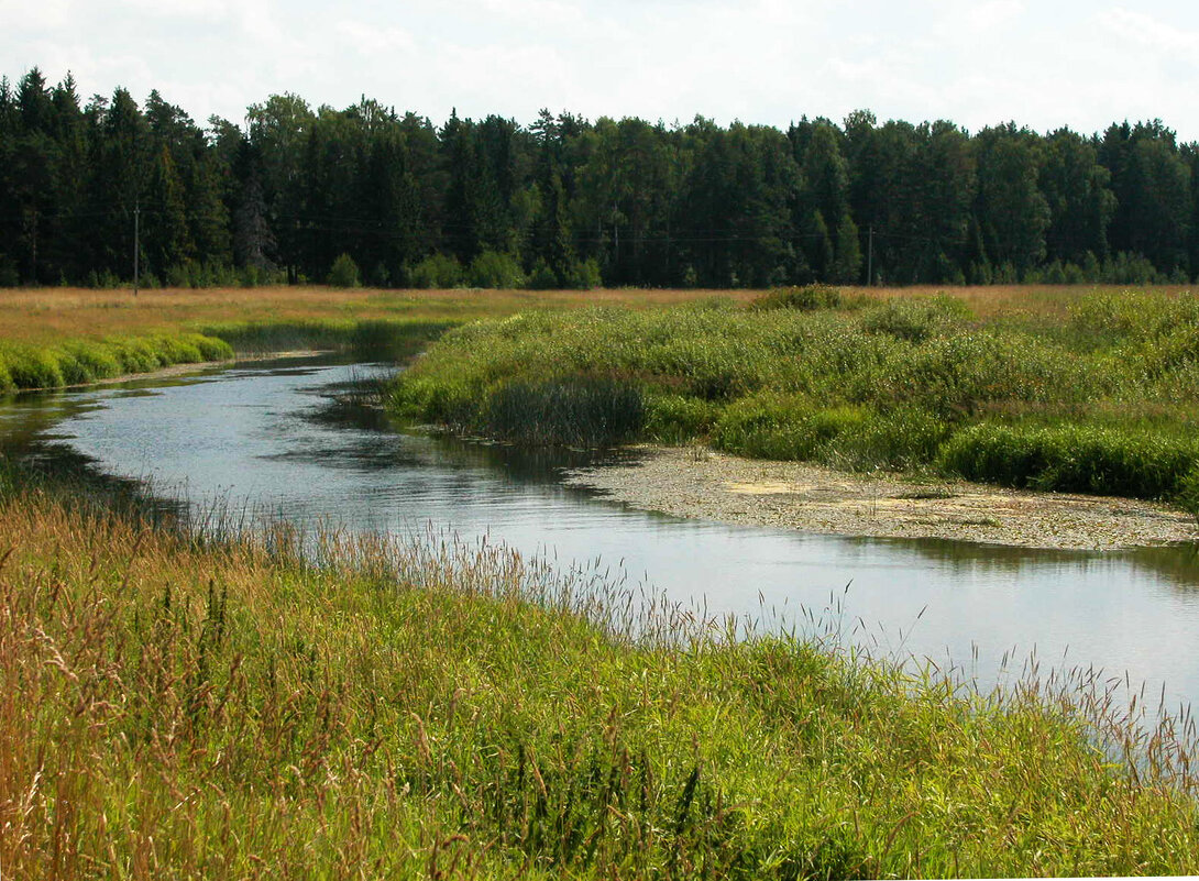 Лес и речка - Наталья Лунева Лес и речка - Наталья Лунева