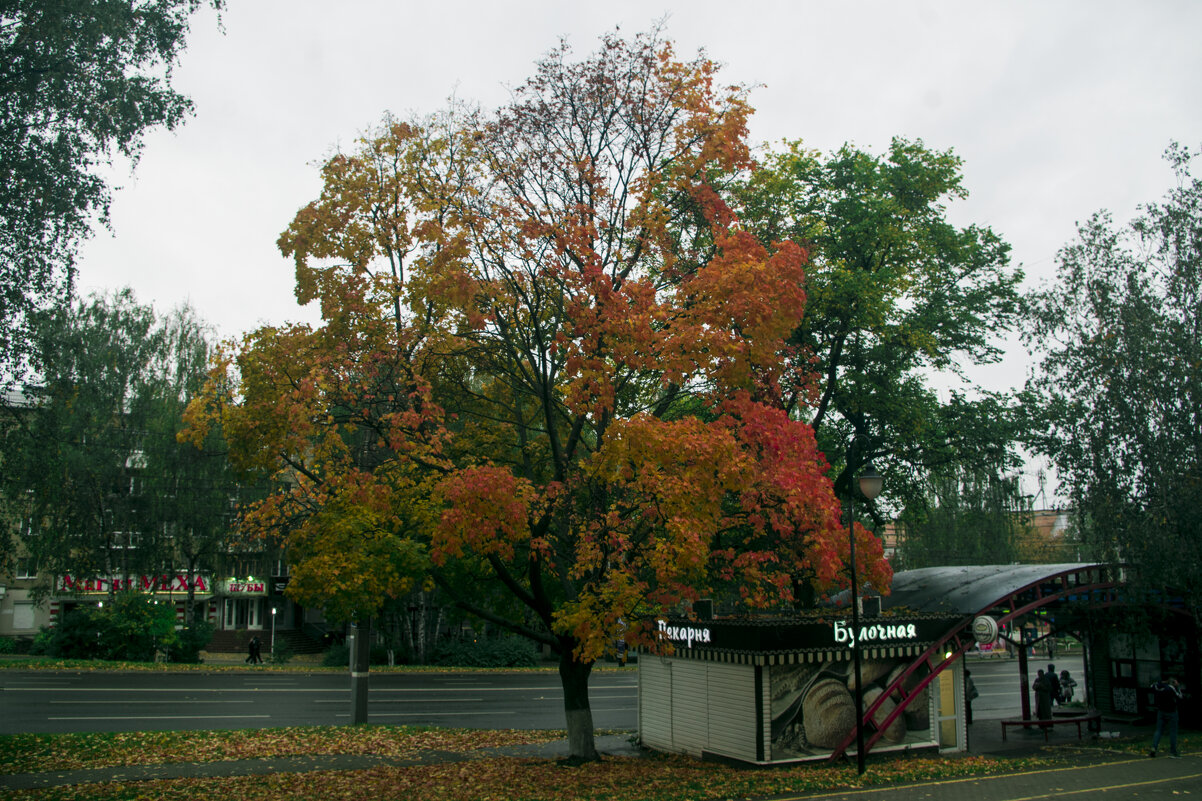 ОСЕНЬ улица Пушкинская - Владимир Максимов ОСЕНЬ улица Пушкинская - Владимир Максимов